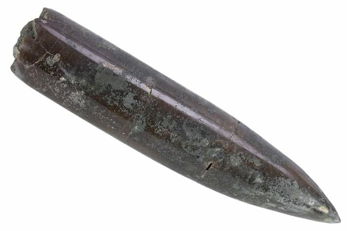 Jurassic Fossil Belemnite Rostrum - England #357342